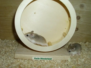 Roborowski Zwerghamster, Hamster männlich, Robos Bild 6
