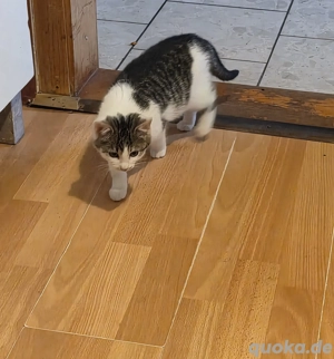 katzen baby weiblich