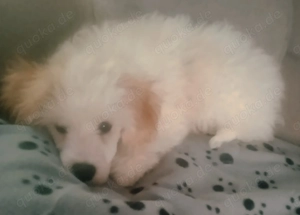 C c Powderpuffmix in gute Hände abzugeben.