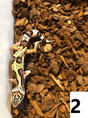 Leopardgecko NZ25 Weibchen - Eublepharis macularius