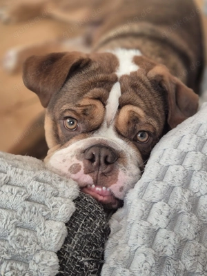 New English Bulldogge Rüde