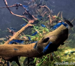 Blaue Zwerggarnelen Garnelen Neocaridina davidi Blue Dream
