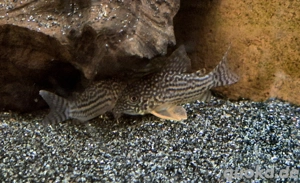 Orangeflossenpanzerwels Hoplisoma sterbai Corydoras