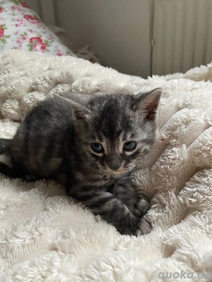 Bengal Kitten - reinrassig : männlich - Silber , weiblich - Braun 