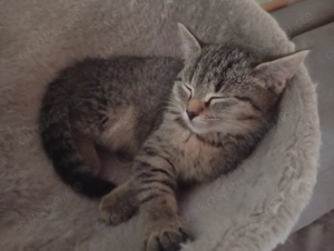 Letztes BKH Mischlingskitten Mädel