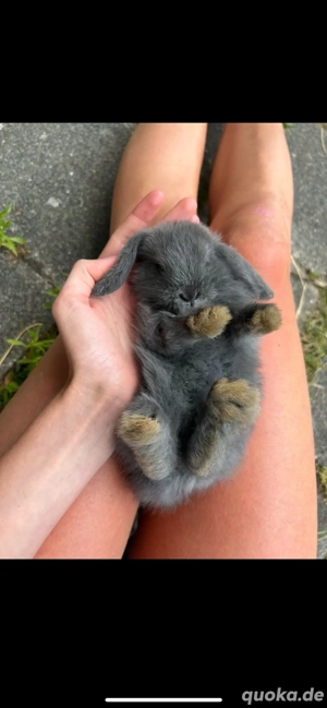 Mini lop , Zwergwiddder babys 