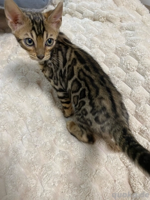 Bengal Kitten Braun weiblich äußert zutraulich und menschenliebend!!