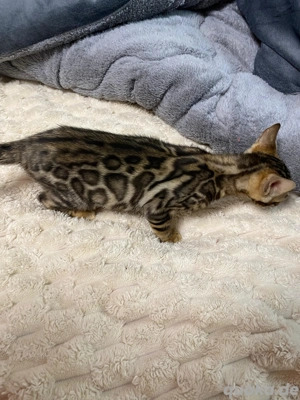 Bengal Jungkatze Braun weiblich äußert zutraulich und menschenliebend!! Bild 7
