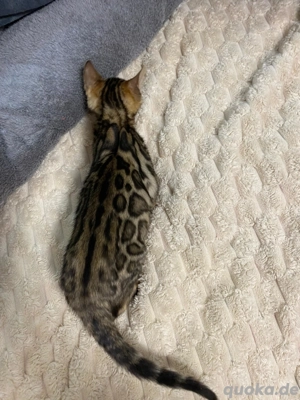 Bengal Jungkatze Braun weiblich äußert zutraulich und menschenliebend!! Bild 6