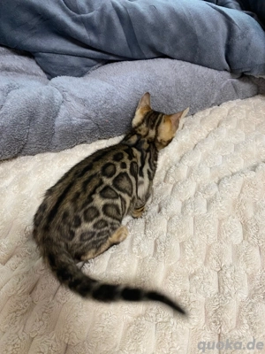 Bengal Jungkatze Braun weiblich äußert zutraulich und menschenliebend!! Bild 3