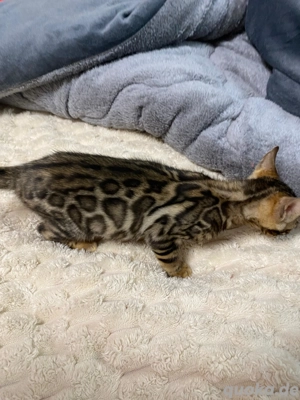 Bengal Jungkatze Braun weiblich äußert zutraulich und menschenliebend!! Bild 4
