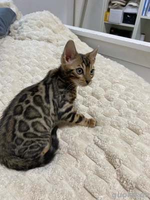 Bengal Jungkatze Braun weiblich äußert zutraulich und menschenliebend!! Bild 5