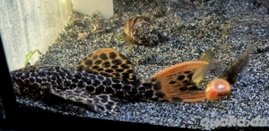 L114 Leopard Kaktuswels Pseudacanthicus cf leopardus