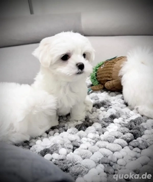 Zuckersüsse Malteser abgabebeteit