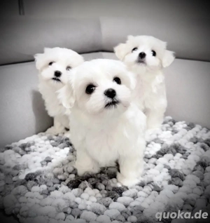 Zuckersüsse Malteser abgabebeteit