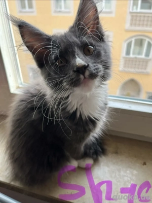 Maine Coon Kitten abzugeben