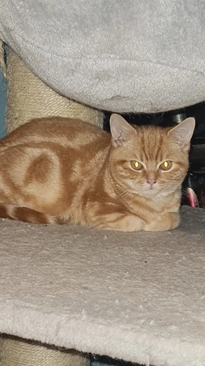 BKH Whiskas Kater, 4Monate