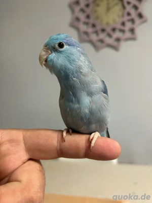 2 Sperlingspapageien