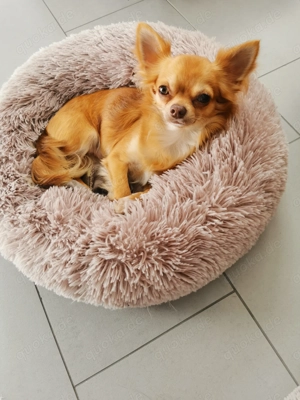 Süßer Chihuahua sucht neues Zuhause 