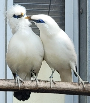 Balistare aus Nachzucht