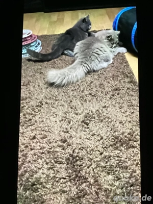 BKH  Lilac Mädchen Kitten Abholbereit.  Bild 6