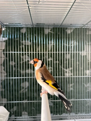 Stieglitz Major   Zuchtpaar von 2025 