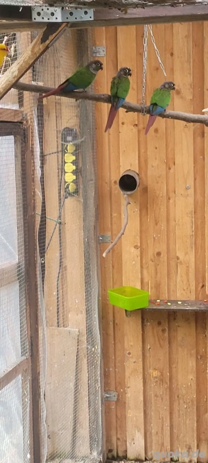 Gelbwangen-Rotschwanzsittiche abzugeben