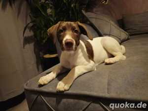 Liebevolle Jack Russell x Border Collie Hündin  Skyla  sucht ihr Für-immer-Zuhause 