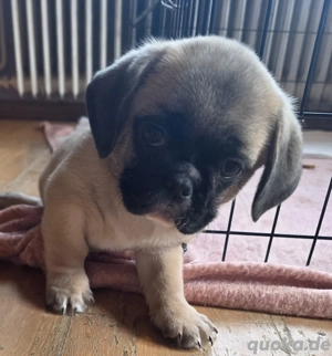 Noch 1 kleiner Retro-Mops