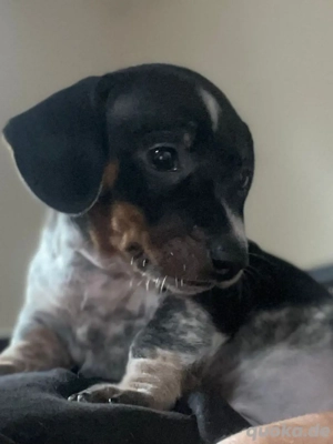 Dackelwelpe Zwergdackel