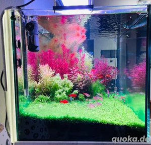 Chihiros LED Serie WRGB II Pro Bild 3