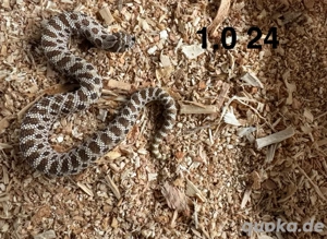  Westliche Hakennasennatter Paar (Heterodon nasicus) 