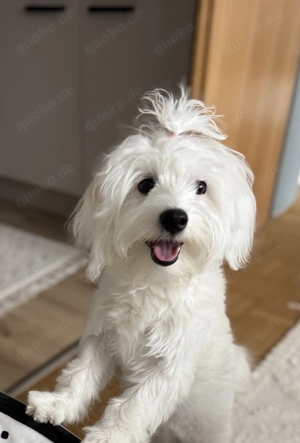 Liebevolle Familie für gesunde Bichon Malteser Hündin Lili gesucht