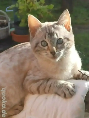 Kitten zum verlieben. 