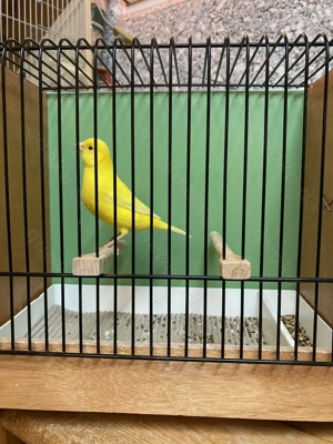 Gelbe Kanarienvögel