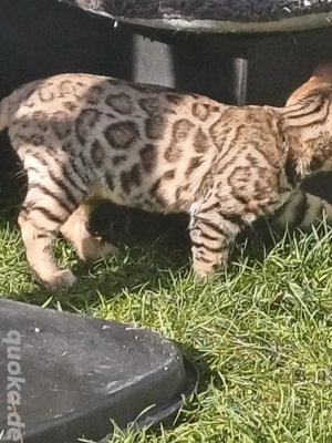Kitten zum verlieben. 