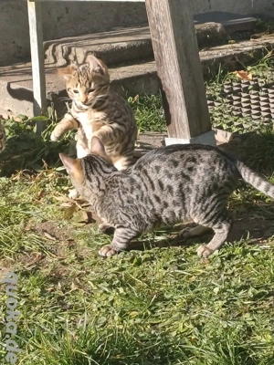 Kitten zum verlieben. 