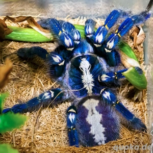 Vogelspinnen  - WhatsApp Gruppe 