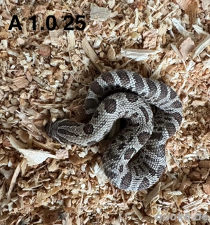 Hakennasennatter (Heterodon nasicus) Nachzucht 2025