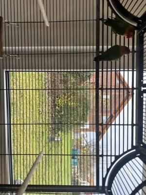 2 Zwergpapageien männlich& weiblich