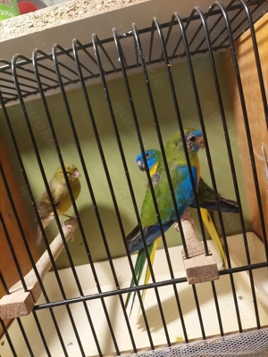 Verkaufe ein Paar Schönsittiche