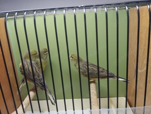 Kanarienvögel verkaufen