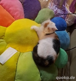 Katzen Kitten Baby Katzen 