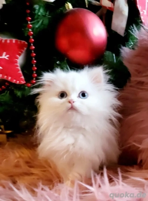 BLH Mädchen. Abgabebereit!