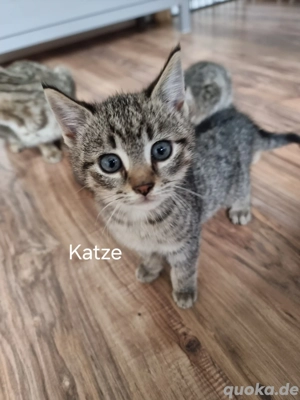 Kitten, Katze, EKH, Tierschutz