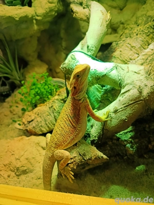 Junge Bartagame Weibchen sucht Zuhause 