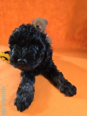     Toy-Zwergpudel-Welpen suchen liebevolles Zuhause   