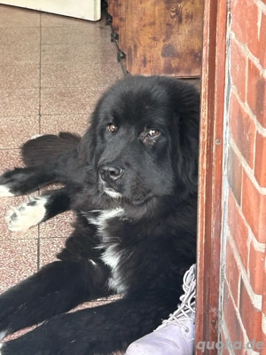 Landser, Schäferhund Mix 