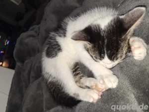 2 süße Katerchen suchen Bild 3