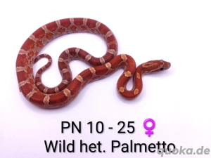 Kornnatter NZ 25 Palmetto, Bloodred het. Palmetto, Wild het. Palmetto 